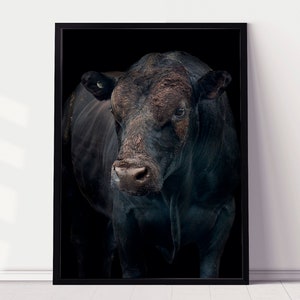 Black Bull | Farm Print | Digital Print | Black Cow | Bull Wall Art | Animal Artwork | Animal Photography | Angus Bull