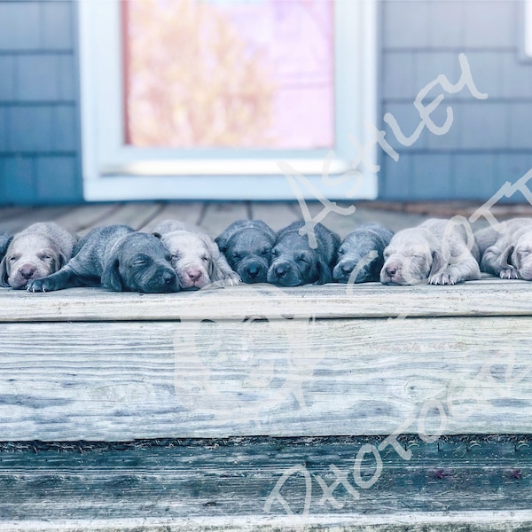 Weimaraner Puppies Digital Download