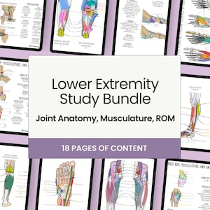 May include: A Lower Extremity Study Bundle featuring 18 pages of content on joint anatomy, musculature, and range of motion. The collection includes various educational diagrams with color-coded anatomical illustrations and descriptive text labels.