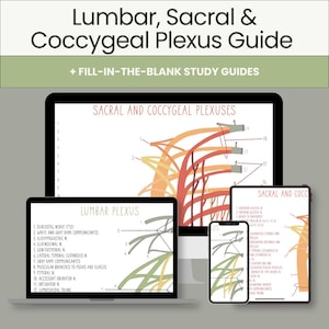 May include: A digital study guide titled Lumbar, Sacral & Coccygeal Plexus Guide + Fill-in-the-blank Study Guides displayed on a computer monitor, a laptop, a tablet, and a smartphone, featuring anatomical diagrams of nerve plexuses with labels.