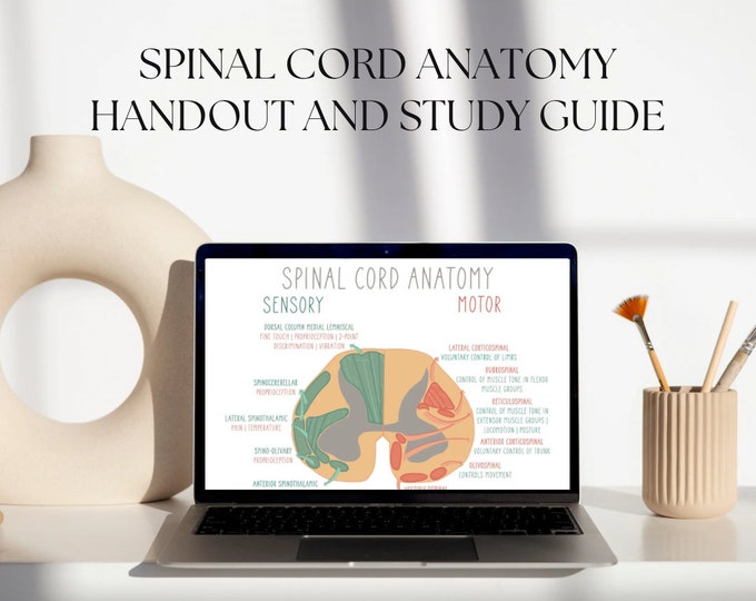 Spinal Cord Anatomy Pathways | Motor & Sensory Tracts PDF - Etsy
