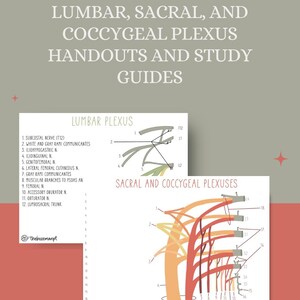 Brachial Plexus Diagram, Erb&#39;s Palsy, Klumpke&#39;s Palsy, Study Guide - PT, OT, Med Student, Neurology, Nerves, Med School, Physical Therapy