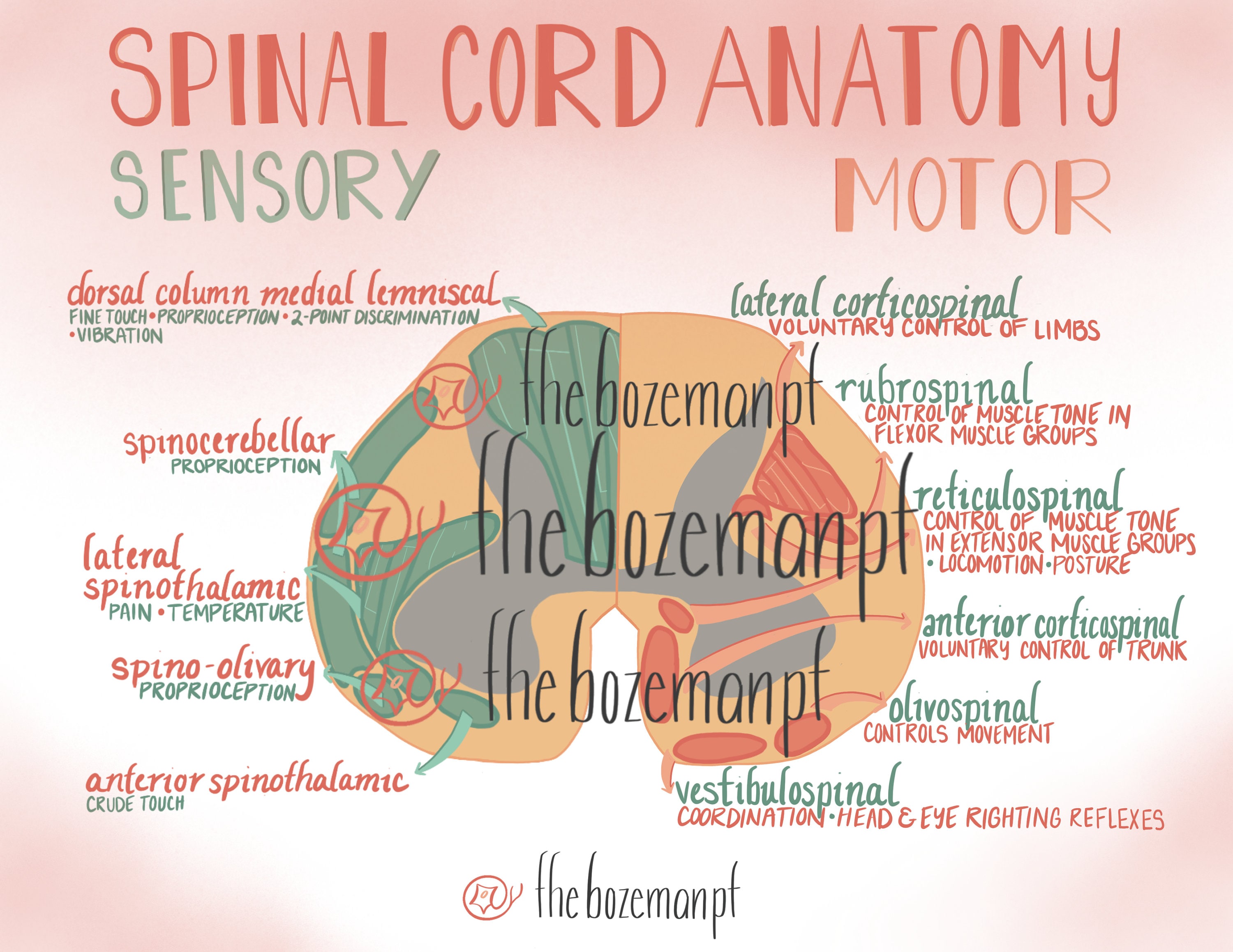 Spinal Cord Injury Motor and Sensory Pathways Etsy
