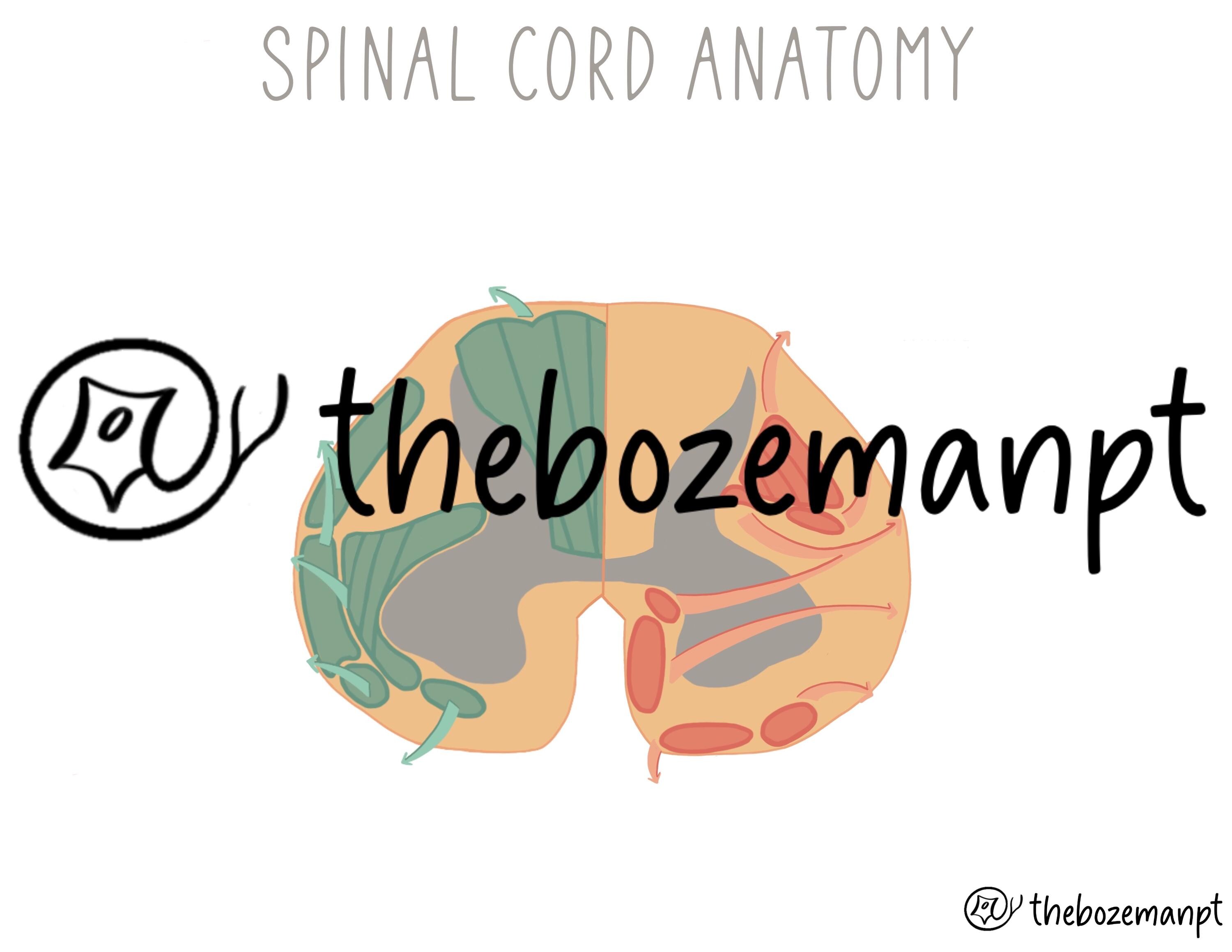 Spinal Cord Anatomy Pathways | Motor & Sensory Tracts PDF - Etsy