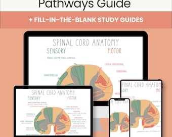 May include: A digital study guide titled Spinal Cord Pathways Guide + Fill-in-the-blank Study Guides displayed on a laptop, tablet, and smartphone screen. The screens show a cross-section diagram of spinal cord anatomy with sensory and motor pathways.