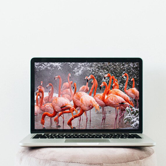 Pink Flamingo Desktop Wallpaper Desktop Background Macbook Etsy