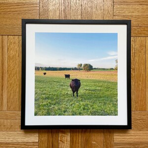 Vaca del oeste de Nueva York, foto enmarcada