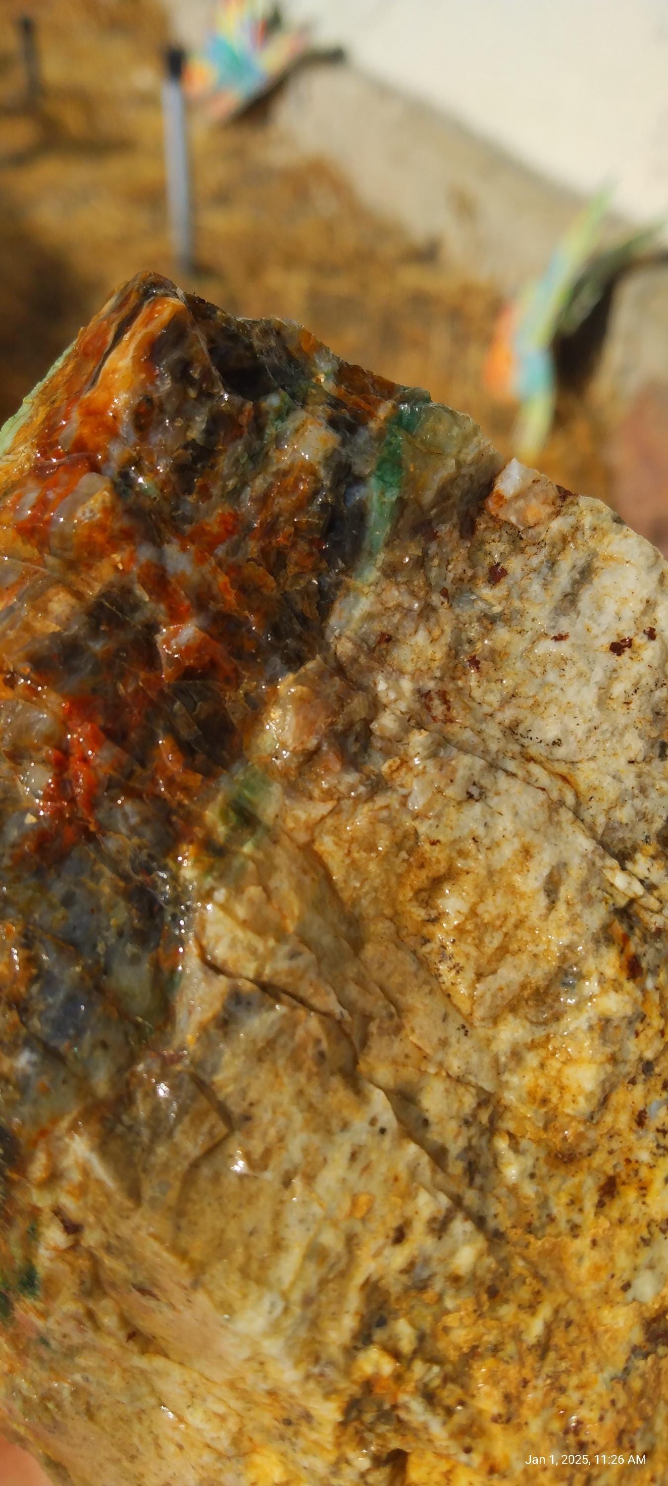 Petrified Palm Root from California