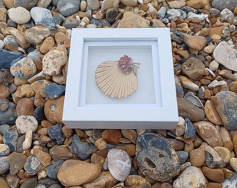 Hermosa concha de playa dorada engastada en un pequeño marco de caja de 10 cm por 10 cm.