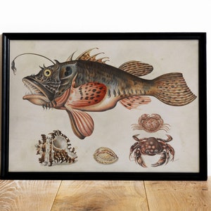 Puede incluir: Ilustración vintage enmarcada que presenta una detallada representación de un pez abisal con la boca abierta, junto con varias conchas y cangrejos. La obra de arte muestra una paleta de colores marrón, rojo y beige.