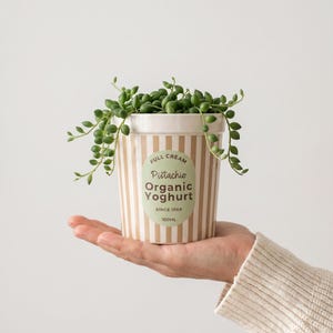 Op de afbeelding: Een kleine, gestreepte keramische pot, die lijkt op een yoghurtbeker, bevat een hangende vetplant. De pot is voorzien van het label "Pistachio Organic Yoghurt" en "Since 1969". De pot wordt in de hand van een persoon gehouden.
