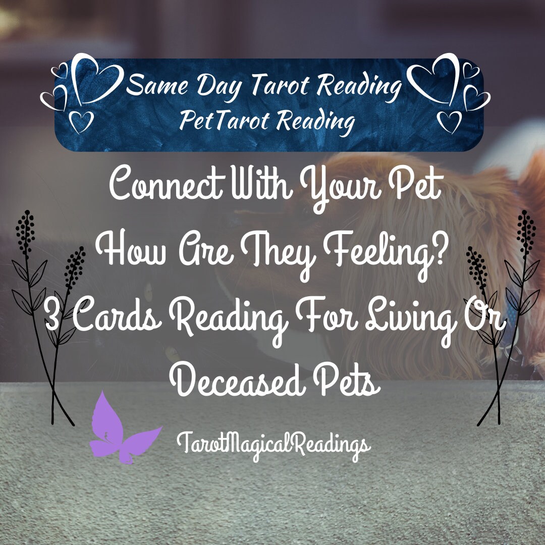 Pet Reading Connect With Living or Passed Pets Psychic Etsy
