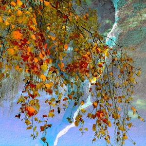 Exclusive Fine Art Print, BIRKENZWEIG, Effective Modern Home Decor - Limited Edition