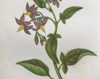 Nightshade Botany Art Prints: Vintage Botanical Decor (Digital Download)