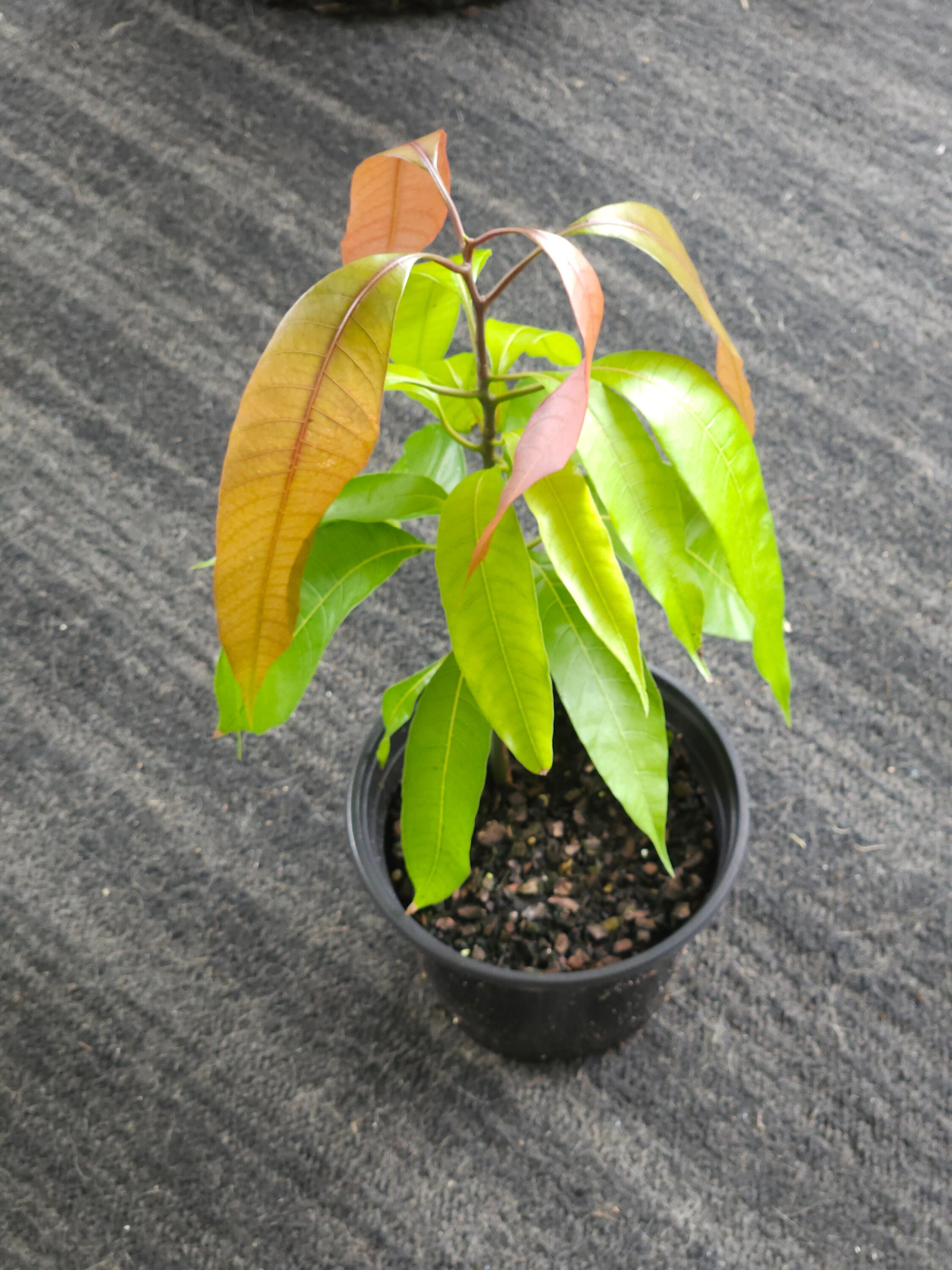 Tommy Atkins Live Mango Tree mangifera Indica 9in to 2ft Etsy