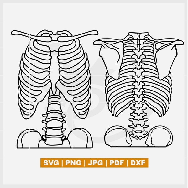 Front and back Ribcage SVG, Rib cage outline, Front Ribcage, Chest Skeleton SVG, Ribcage Cut file svg, Front bones svg, backbone svg