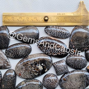 Fossil Coral Crystal Mix Shapes And Sizes, Black Fossil Coral Gemstone, Wholesale Fossil Coral Cabochon Lot For Ring, Pendant, Jewelry Stone