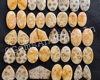 Par de piedras preciosas de coral fósil al por mayor, pares de cabujones pulidos naturales