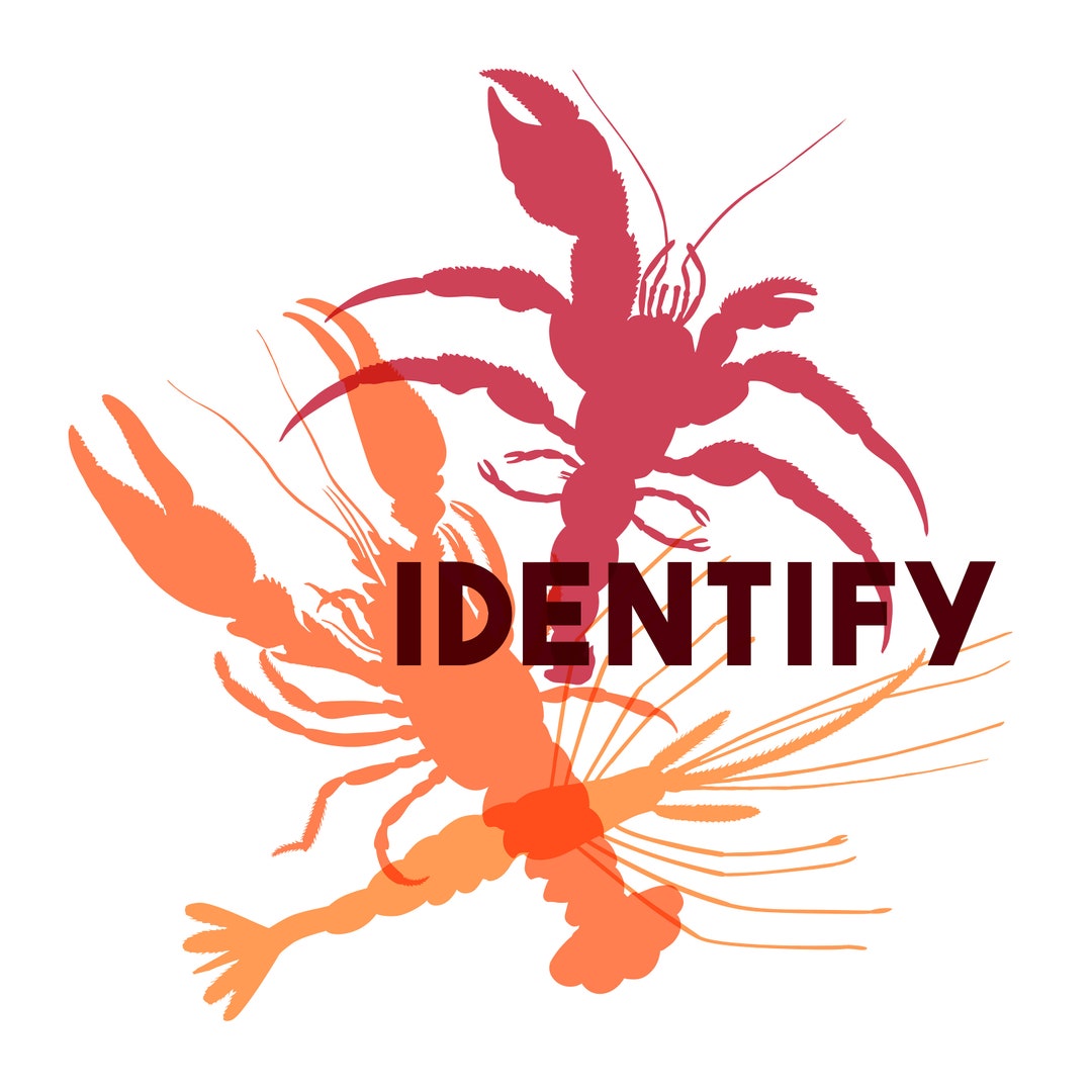 Identify Printable Artwork Digital Download Etsy