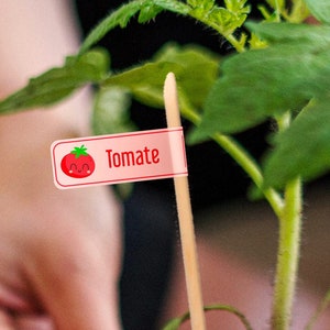 May include: A close-up of a small tomato plant with a red and white label that says "Tomate" with a cartoon tomato with a happy face.