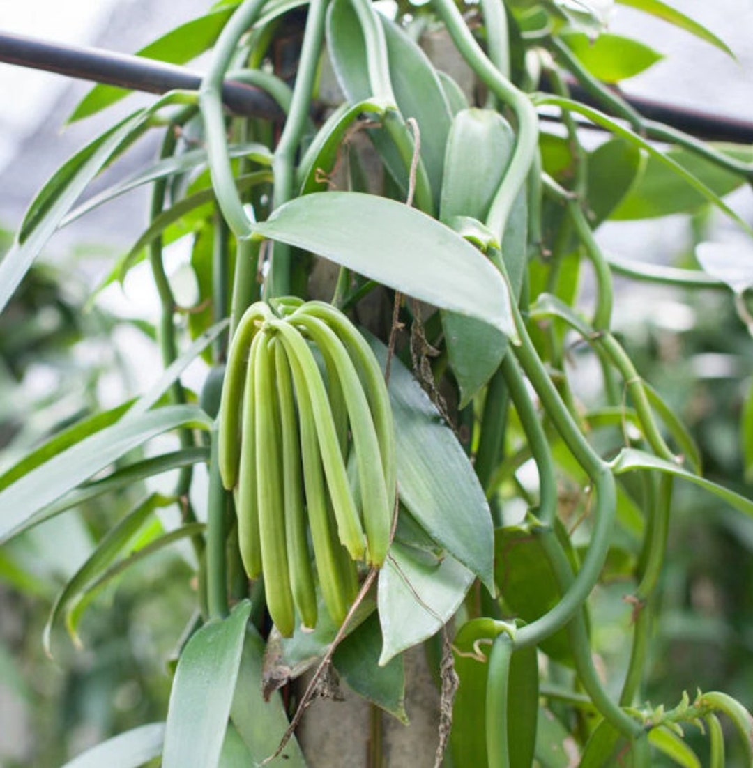 Rare Madagascar Vanilla Bean Orchid Plant Variegated Option Etsy