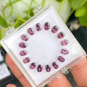 May include: A clear plastic case holds a collection of oval-shaped, purplish-pink gemstones. The gemstones are arranged in a circular pattern, showcasing their polished surfaces and varying shades of color. The background features green foliage.