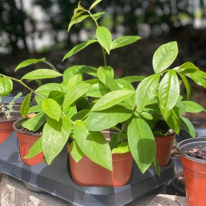 Pereskia aculeata (Ora pro nobis) Starter Tree