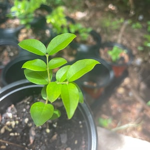 Jaboticaba Plinia Cauliflora Starter Tree 3-5”