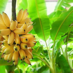 May include: A bunch of ripe, yellow bananas hangs from a tree branch, surrounded by large, green banana leaves. The bananas are clustered together, with a slightly curved shape and a smooth peel. The leaves are broad and vibrant.