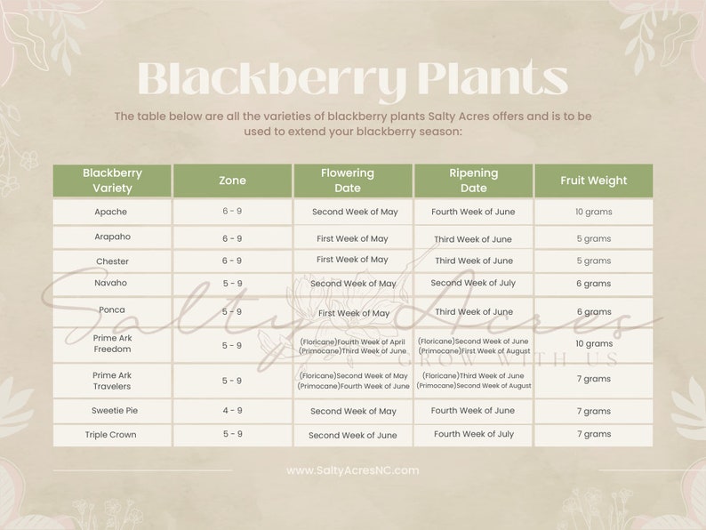 Prime Ark Freedom Blackberry Plants - Produces Largest Blackberries in US! image 3
