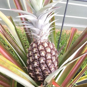 May include: A close-up of a pineapple plant with a ripe pineapple fruit. The leaves are green and red with white stripes.