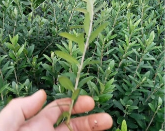 Olive Tree “Arbequina” Starter Plants