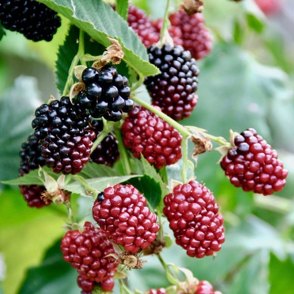Boysenberry Plants Live Rooted Starter Plants (Sweet Fruit)