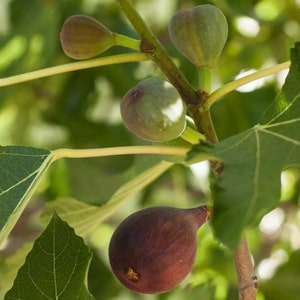 May include: A close-up of a fig tree branch with three figs. Two figs are green and one is ripe and purple.