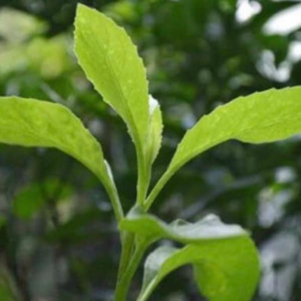 Longevity Spinach Starter Plants