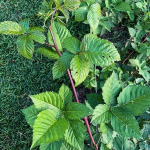 Triple Crown Thornless Blackberry Bush Container Garden Plant Fruit Bearing Plant Sweet Berry Bush Organic Starter Plant