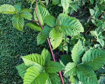 May include: Close-up of a green leafy plant with a red stem. The plant has a natural, organic look and is growing in a garden setting.