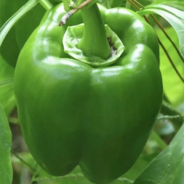 Green Bell Pepper 100 Seeds “California Wonder” Sweet Pepper Non-Gmo