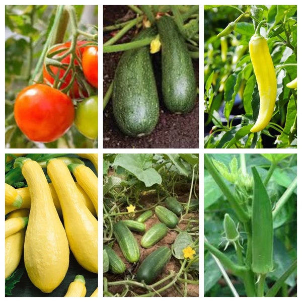Seed Starter Variety Pack! 10 Seeds Each (Cucumber, Zucchini, Tomato, And More!