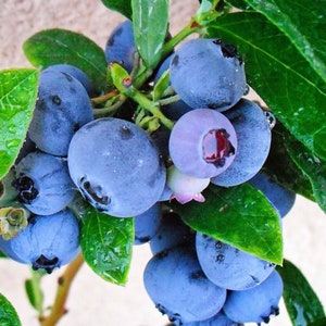 Emerald Blueberry Bush Southern Highbush Berry Container Garden Starter Plant Beginner Gardener Outdoor Plant Organic Fruit Bearing