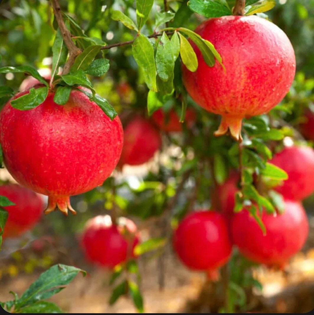 WONDERFUL POMEGRANATE Fruit Tree  Punica GRANATUM Rooted Plants