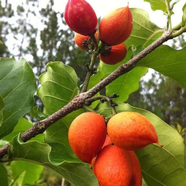 Peanut Butter Tree Live Starter Fruit Tree aka Bunchosia Argentea