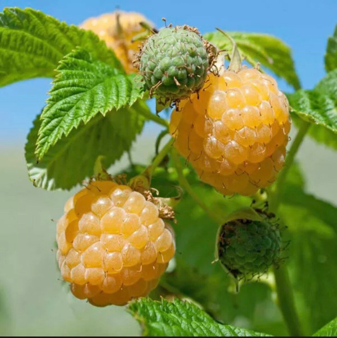 Fall Gold Raspberry Starter Plant Sweet Raspberries Yellow Berry Fruit