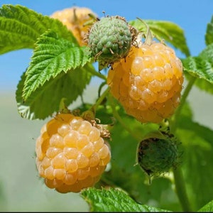 May include: Close-up of yellow raspberries growing on a green bush. The raspberries are ripe and ready to be picked.
