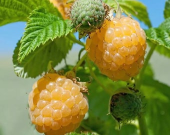 Fall Gold Raspberry Starter Plant Sweet Raspberries Yellow Berry Fruit Organic Edible Bush Everbearing Raspberry Bush Container Garden Plant