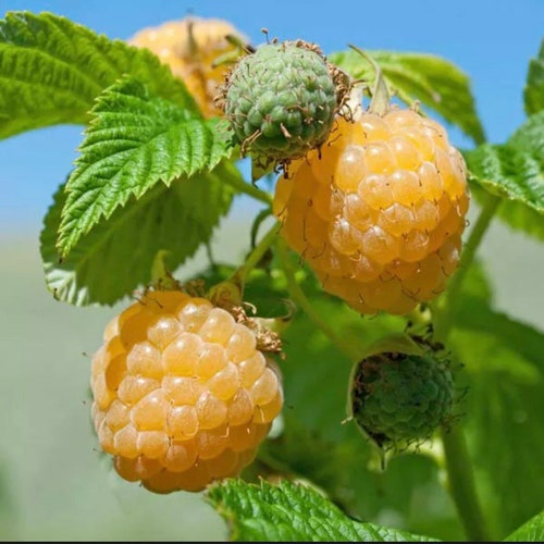 Fall Gold Raspberry Starter Plant Sweet Raspberries Yellow Berry Fruit Organic Edible Bush Everbearing Raspberry Bush Container Garden Plant