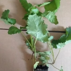 Prime Ark Freedom Blackberry Plants - Produces Largest Blackberries in US! image 2