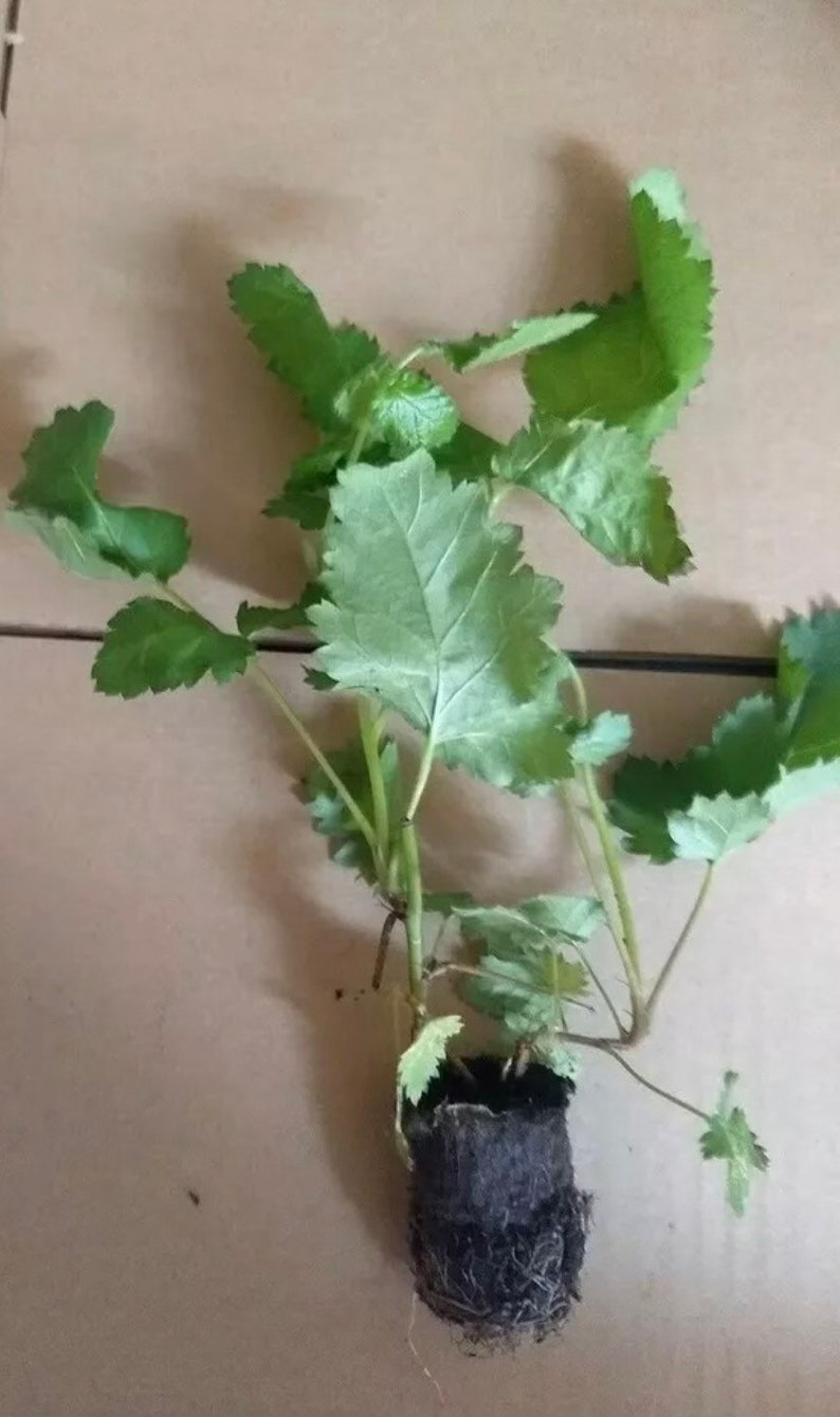 Prime Ark Freedom Blackberry Plants - Produces Largest Blackberries in US! image 2