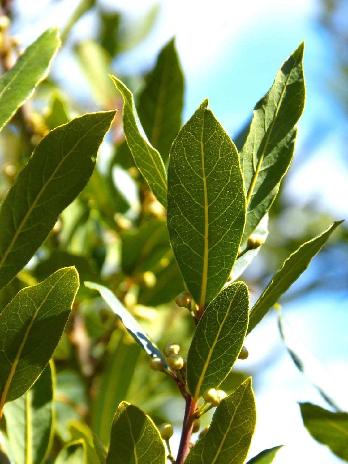 Bay Laurel - Laurus Nobilis Starter Plant