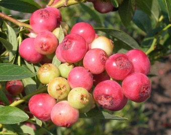 Pink Lemonade Blueberry Starter Plant Rabbiteye Blueberry Bush Dwarf Berry Bush Organic Sweet Fruit Container Garden Plant